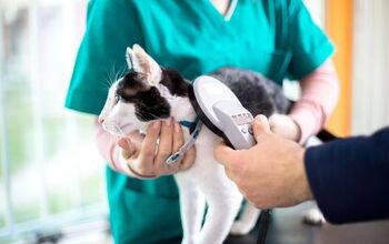 Missing Cat Reunited With Owner After 8 Years