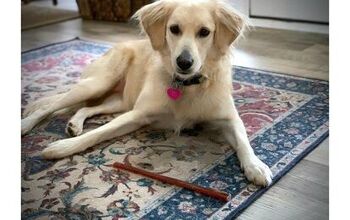 MyBullySticks: All Treat, No-Stink Bully Sticks For Your Best Friend