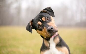 New Study Shows Dogs Can Tell the Difference Between Human Languages