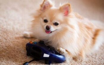 New Video Game for Dogs Could Reveal Early Signs of Canine Dementia