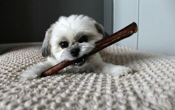 Oscar Takes a Bite Out of Best Bully Sticks