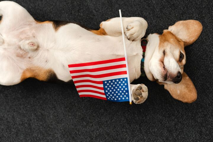 pet safety reminders for the 4th of july, AYO Production Shutterstock