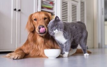 Petco Announces Groundbreaking Changes to Improve Nutrition of Cats An