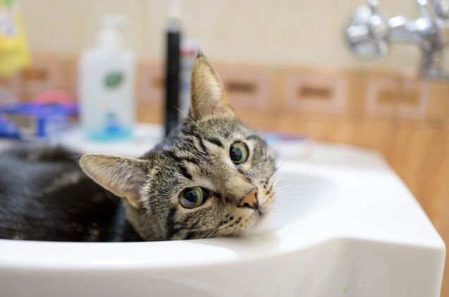 Photo credit: rossiaa33 / Shutterstock.com