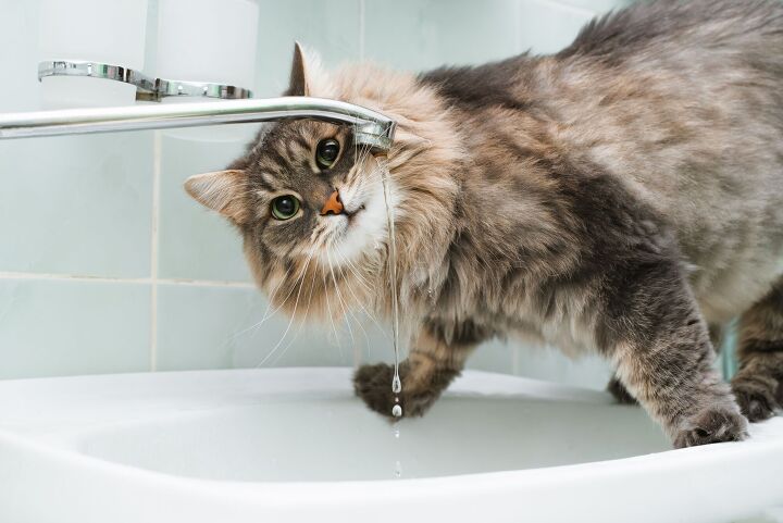 how to keep your cat hydrated, Sergio Photone Shutterstock