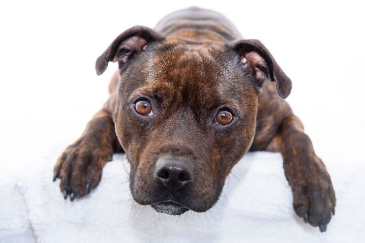 rare six month old puppy with five legs gets adopted, Nieuwland Photography Shutterstock