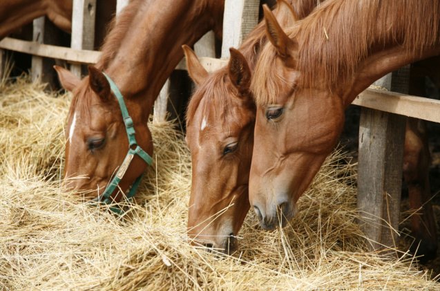 rules of equine diet what should you feed your horse, acceptphoto Shutterstock