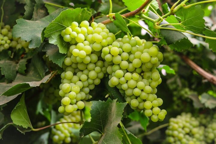 10 foods that are bad for dogs, Grapes and Raisins