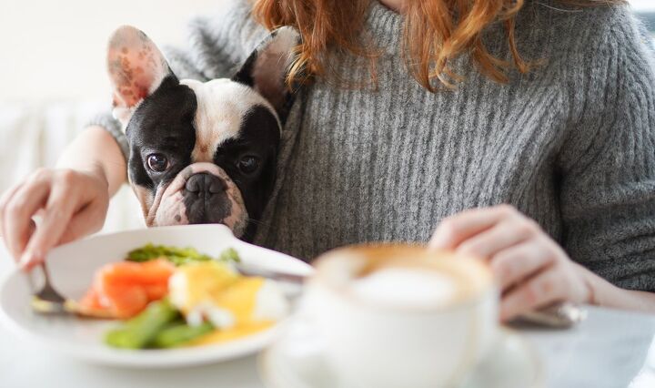 these are the top 10 pet toxins of 2023, Human food and drink
