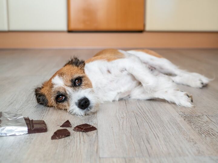 these are the top 10 pet toxins of 2023, Chocolate