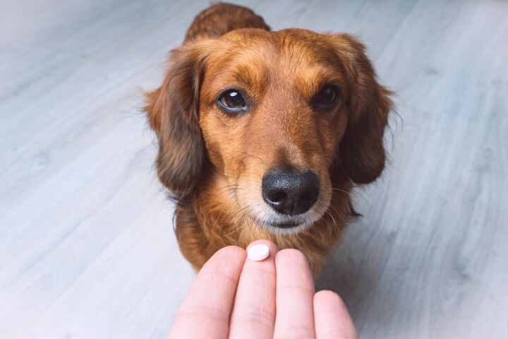 these are the top 10 pet toxins of 2023, Veterinary products