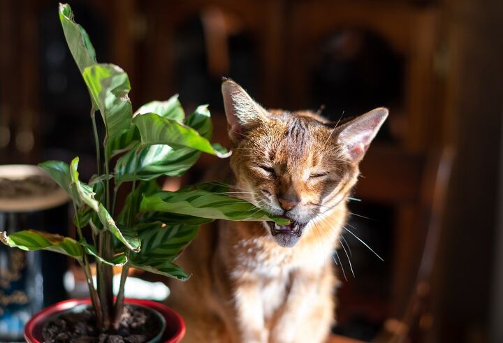 these are the top 10 pet toxins of 2023, Plants and fungi