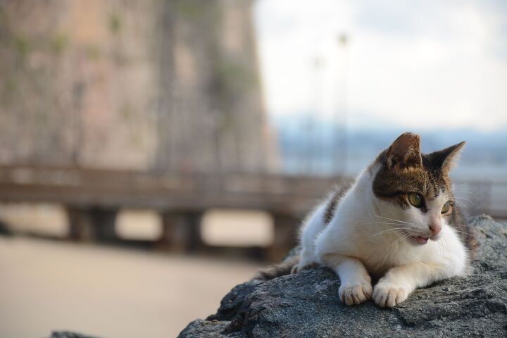 san juan puerto ricos iconic stray felines to be evicted, Photo Credit photravel ru Shutterstock com