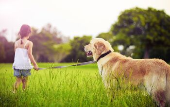 The National Canine Cancer Foundation: Dedicated To Finding A Cure
