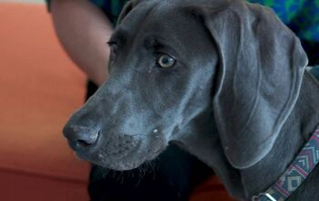 This Is What Happens When a Dog Eats Gorilla Glue