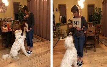 This Reading GoldenDoodle Is Blowing Our Minds [Video]