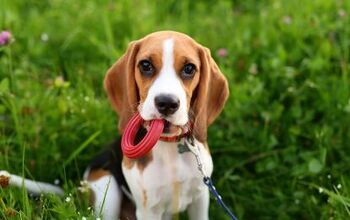 This Special Camera Reveals How Our Pets See the World Around Them