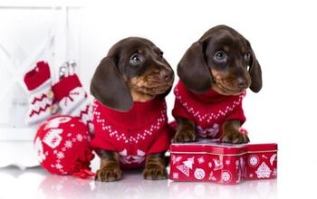 Trader Joe’s Will Sell Treat-FIlled Advent Calendars for Dogs