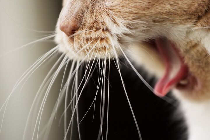 vomiting in cats when to worry
