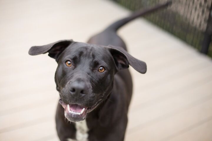 what a wagging tail really means