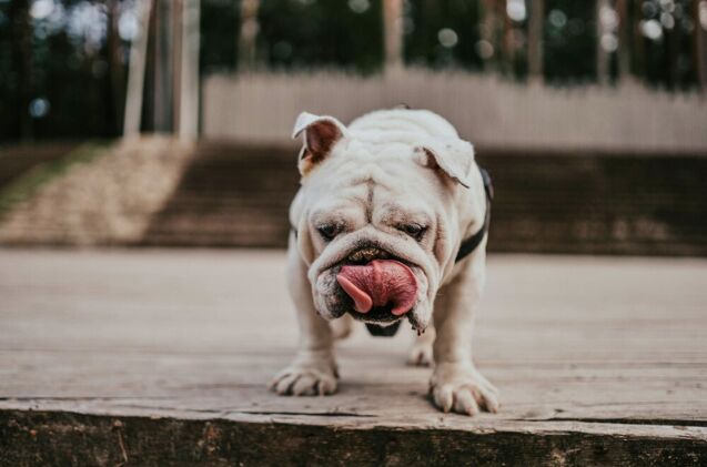 what are appeasement behaviors in dogs, Photo credit shulers Shutterstock com