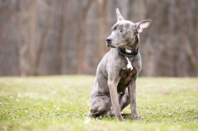 what are appeasement behaviors in dogs, Photo credit Mary Swift Shutterstock com