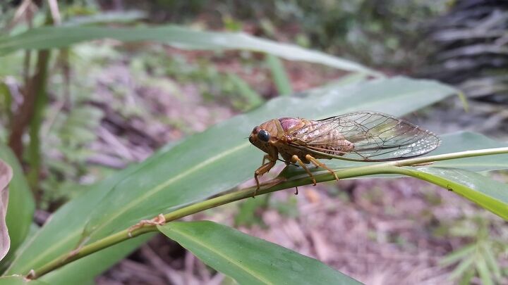 what happens if a dog eats a cicada, Yusuf Store Shutterstock