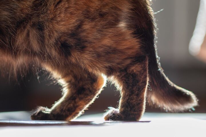 what to know about osteoarthritis in cats, Roman Chekhovskoi Shutterstock