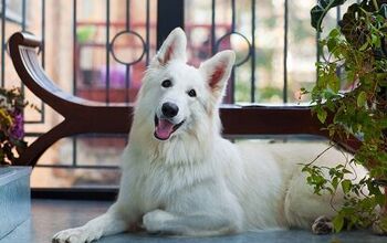 White Shepherd