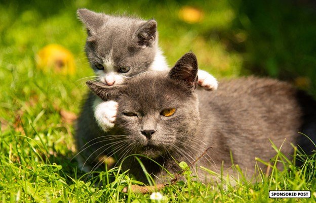 why feeding your feline the right food is important