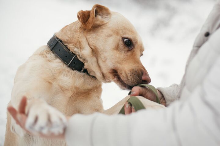 with just a sniff dogs may be able to curtail ptsd episodes, Photo Credit Bogdan Sonjachnyi