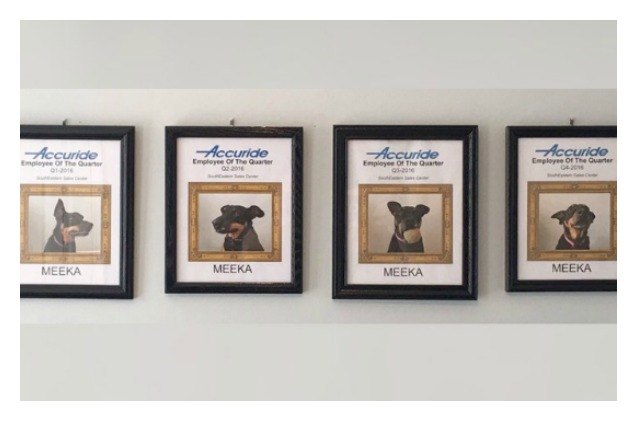 work from home dad names dog as multiple employee of quarter