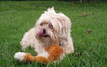 Yorkie Bichon